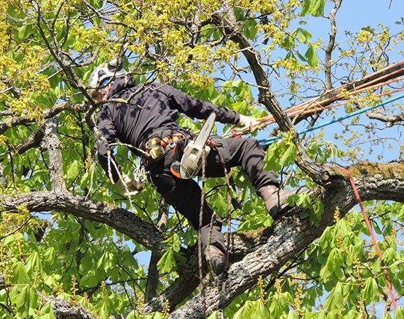 Zoom sur l’élagage des arbres par Simon Elagage
