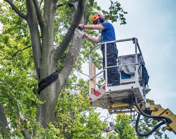 L’élagage de vos arbres près de Rouen par nos élagueurs professionnels